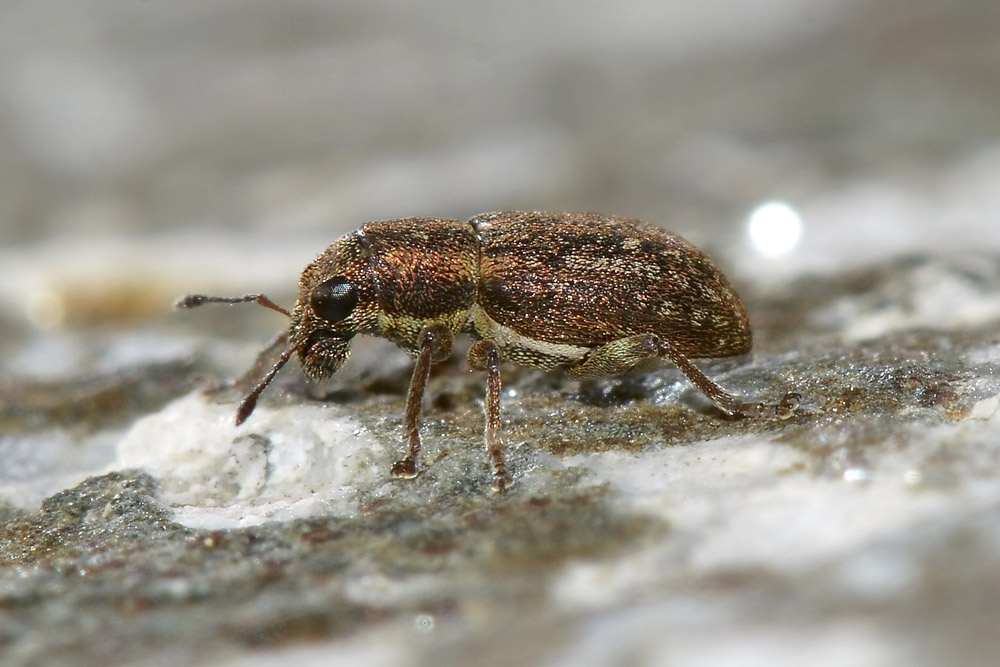 Sitona sulcifrons ssp. argutulus - Curculionidae